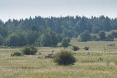 Eigentümliche "Prärie" in der Waldviertler Kulturlandschaft 
