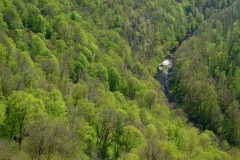 Wälder aus einer anderen Zeit 