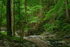 Einzigartige, wilde  Schluchtwälder  