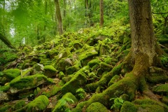Rarität Linden-Steilhangewald 