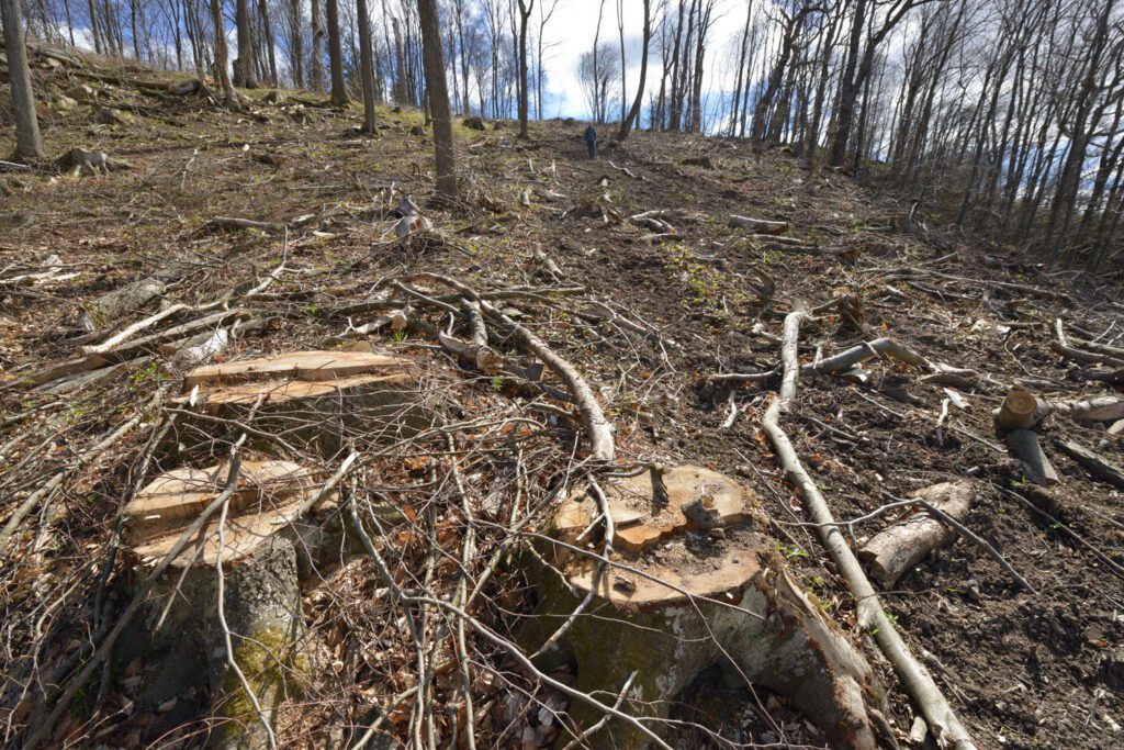 Zerstörter Naturwald (Buchen-, Eichen- und Lindenmischwald) im Mittleren Kamptal. Die EU-rechtlich vorgeschriebene Naturverträglichkeitsprüfung (FFH-Prüfung) war nicht durchgeführt worden.