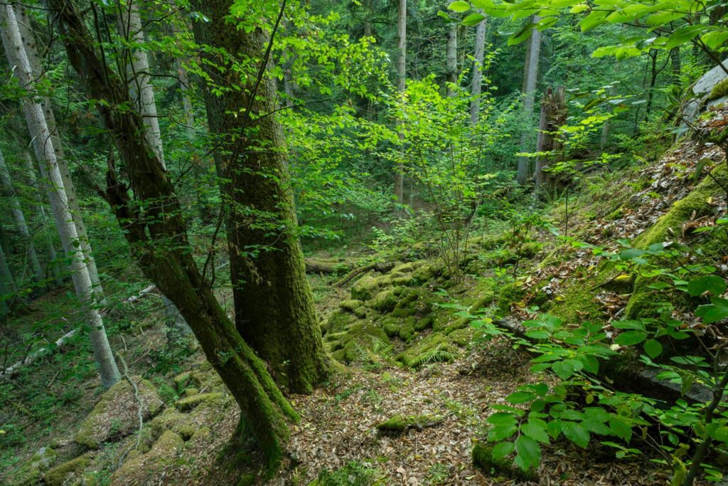 Dringend schutzbedürftiger, urwaldähnlicher Schluchtwald im Waldviertel.