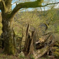 Unerwartete Waldwildnis im Kremstal mit teils uralten Eichen, Buchen und Linden.