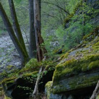 Natura 2000 Gebiet Kamp- und Kremstal / Niederösterreich - Naturwald im mittleren Kamptal.