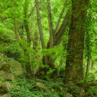 Unerwartete Waldwildnis im Kremstal mit teils uralten Eichen, Buchen und Linden.
