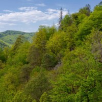 Unerwartete Waldwildnis im Kremstal mit teils uralten Eichen, Buchen und Linden.