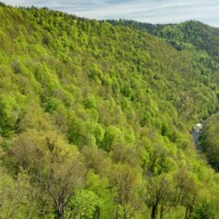 Niederösterreich - Naturwald im mittleren Kamptal