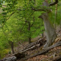 Unerwartete Waldwildnis im Kremstal mit teils uralten Eichen, Buchen und Linden.