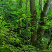 Kamptal / Niederösterreich - Urwaldartiger Schluchtwald im Kamptal mit gewaltigen Linden, Buchen und Ulmen. Der wertvolle Naturwald wächst in einem Natura 2000-Gebiet, ist aber nicht ausreichend geschützt.