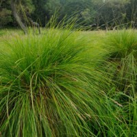 Oesterreich / Niederoesterreich / Waldviertel - Naturraum am TUEPL Allentsteig. Ein grosser Teil des 15.000 ha grossen Militaeruebungsgelaendes ist als Natura 2000 Vogelschutzgebiet gewidmet. Seggenhorst am Muehlbach.