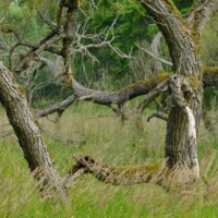 Oesterreich / Niederoesterreich / Waldviertel - Naturraum am TUEPL Allentsteig. Ein grosser teil des 15.000 km2 grossen Militaeruebungsgelaendes ist als Natura 2000 Vogelschutzgebiet gewidmet. Wilder Weidenbestand am Muehlbach.