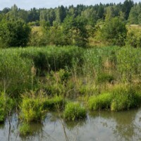 Waldviertel / Niederösterreich - Große Artenvielfalt am Truppenübungsplatz Allentsteig. Naturerlebnis Waldviertel. #waldnaturviertel