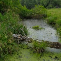 Oesterreich / Niederoesterreich / Waldviertel - Naturraum am TUEPL Allentsteig. Ein grosser Teil des 15.000 ha grossen Militaeruebungsgelaendes ist als Natura 2000 Vogelschutzgebiet gewidmet.