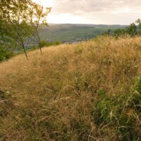 Waldviertel / Niederösterreich - Das Mittlere und Untere Kamptal, das Kremstal und der Bereich des Truppenübungsplatzes Allensteig beherbergen eine große Zahl ökologisch hochwertiger und national bedeutende Flächen wie urwaldartige Naturwälder, Trockenrasen, Auen und Fliessgewässer.