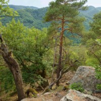 Unerwartete Waldwildnis im Kremstal mit teils uralten Eichen, Buchen und Linden.