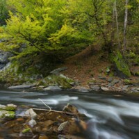 Waldviertel / Niederösterreich - Das Mittlere und Untere Kamptal, das Kremstal und der Bereich des Truppenübungsplatzes Allensteig beherbergen eine große Zahl ökologisch hochwertiger und national bedeutende Flächen wie urwaldartige Naturwälder, Trockenrasen, Auen und Fliessgewässer.