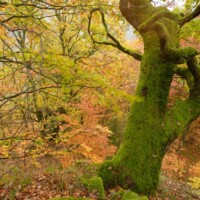 Waldviertel / Niederösterreich - Das Mittlere und Untere Kamptal, das Kremstal und der Bereich des Truppenübungsplatzes Allensteig beherbergen eine große Zahl ökologisch hochwertiger und national bedeutende Flächen wie urwaldartige Naturwälder, Trockenrasen, Auen und Fliessgewässer.