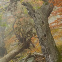 Waldviertel / Niederösterreich - Das Mittlere und Untere Kamptal, das Kremstal und der Bereich des Truppenübungsplatzes Allensteig beherbergen eine große Zahl ökologisch hochwertiger und national bedeutende Flächen wie urwaldartige Naturwälder, Trockenrasen, Auen und Fliessgewässer.