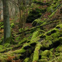 Kamptalwildnis im Mittleren Kamptal