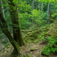 Dringend schutzbedürftiger, urwaldähnlicher Schluchtwald im Waldviertel. Dringend schutzbedürftiger, urwaldähnlicher Schluchtwald im Waldviertel.
